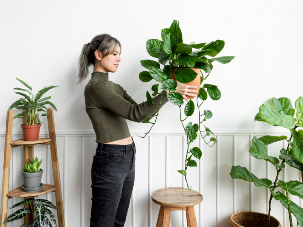 6 bons motivos para ter plantas dentro de casa